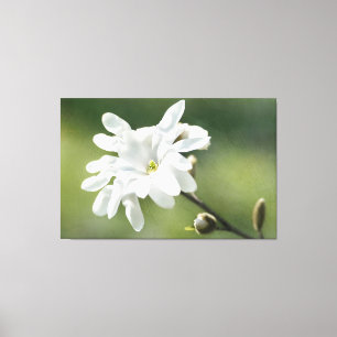 White Magnolia Flower Canvas Afdruk