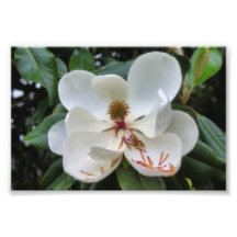 White Magnolia flower