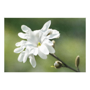 White Magnolia Flower Foto Afdruk
