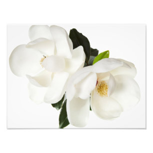 White Magnolia Flower Magnolias Floral Flowers Foto Afdruk