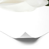 White Magnolia Flower Magnolias Floral Flowers Foto Afdruk (Hoek)