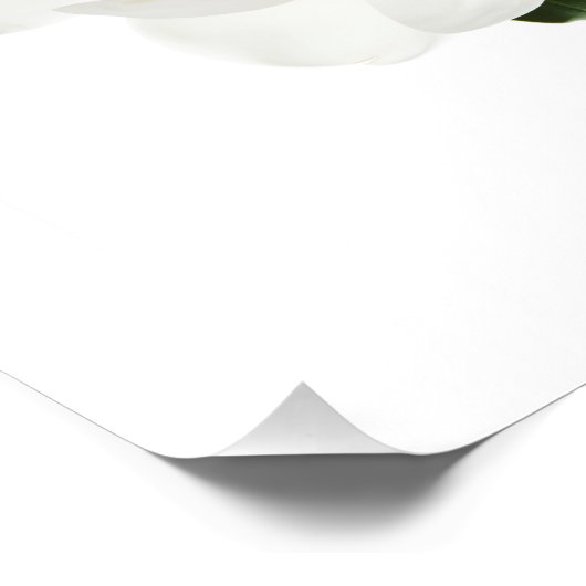 White Magnolia Flower Magnolias Floral Flowers Foto Afdruk (Hoek)