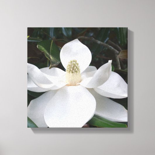 White Magnolia Flower Photographic Botanical Canvas Afdruk (Voorkant)