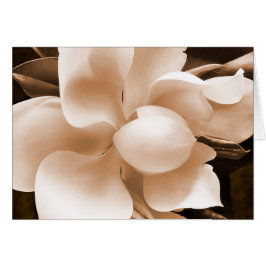 White Magnolia Flower Sepia Black Achtergrond