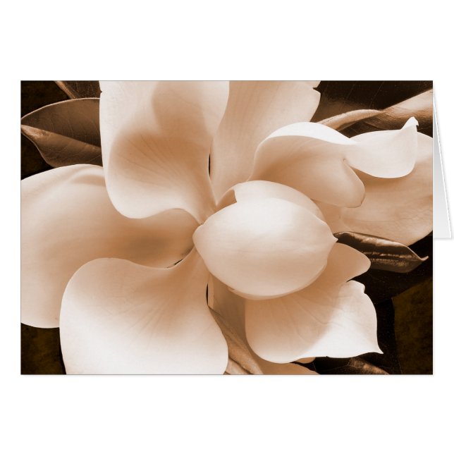 White Magnolia Flower Sepia Black Achtergrond (Voorkant Horizontaal)