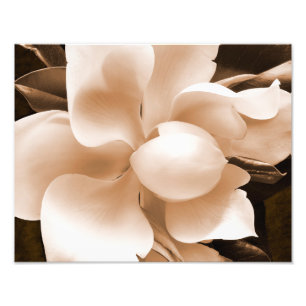 White Magnolia Flower Sepia Black Achtergrond Foto Afdruk
