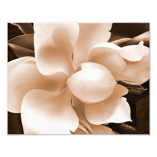 White Magnolia Flower Sepia Black Achtergrond Foto Afdruk (Voorkant)