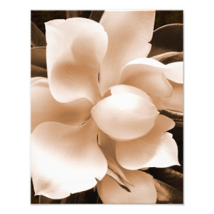 White Magnolia Flower Sepia Black Achtergrond Foto Afdruk