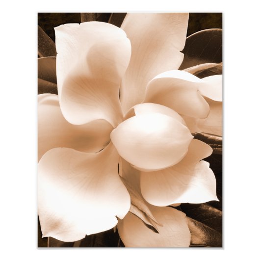 White Magnolia Flower Sepia Black Achtergrond Foto Afdruk (Voorkant)
