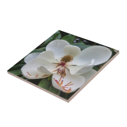 White Magnolia flower Tegeltje (Zijkant)