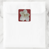 White Magnolia on sticker (Tas)