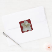 White Magnolia on sticker (Envelop)