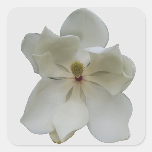 White Magnolia on sticker (Voorkant)
