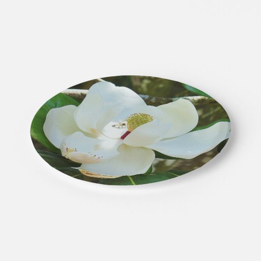 White Magnolia Paper Bord (Gekanteld)
