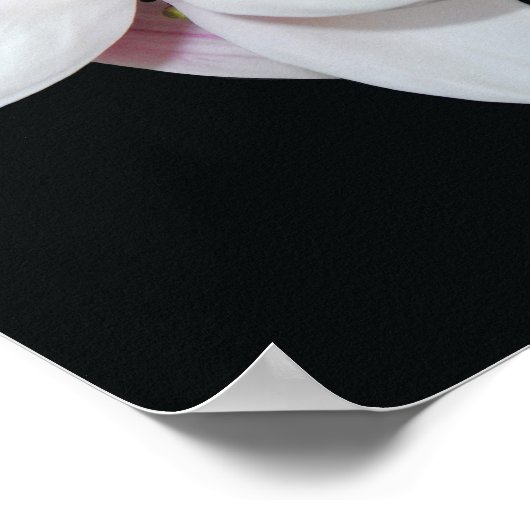 White Magnolia Poster (Hoek)