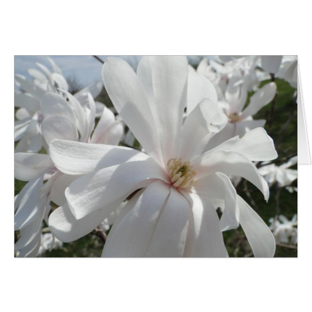 White Magnolia, Springtime (Voorkant Horizontaal)