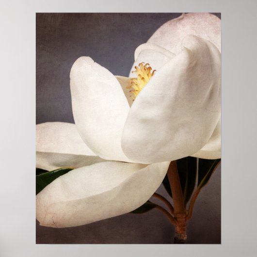 White Magnolia Tree Flower Floral Flowers Grey Poster (Voorkant)