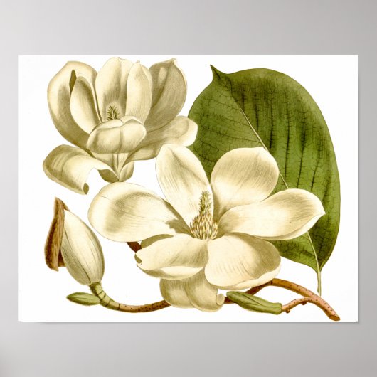 White Magnolias Floral Poster Print (Voorkant)