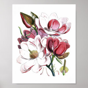 White Magnolias Flower  Old Illustration Poster