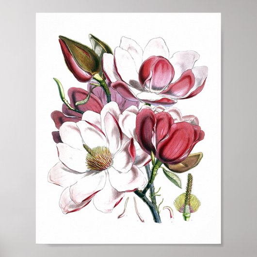 White Magnolias Flower  Old Illustration Poster (Voorkant)