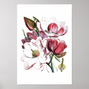 White Magnolias Flower Old Illustration Poster