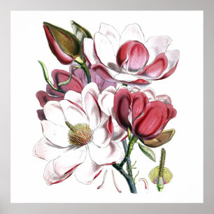 White Magnolias Flower  Old Illustration Poster