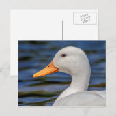 White Mallard Duck Briefkaart (Voorkant / Achterkant)