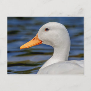 White Mallard Duck Briefkaart