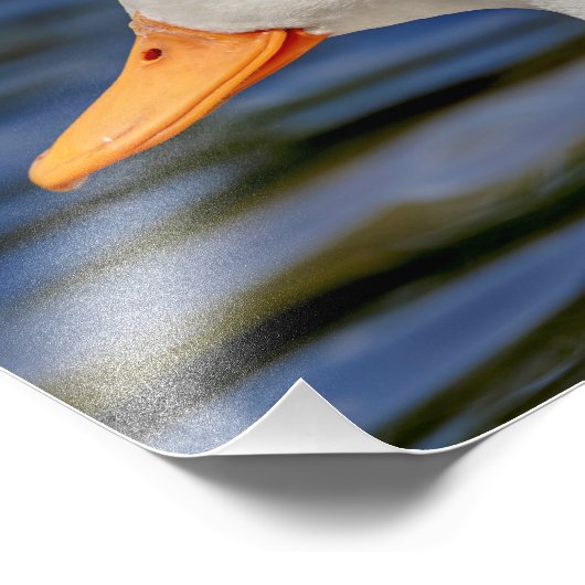 White Mallard Duck Foto Afdruk (Hoek)