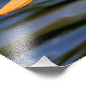 White Mallard Duck Foto Afdruk (Hoek)