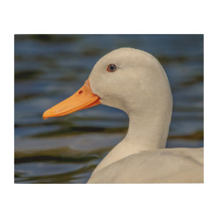 White Mallard Duck Hout Afdruk