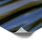 White Mallard Duck Poster (Hoek)