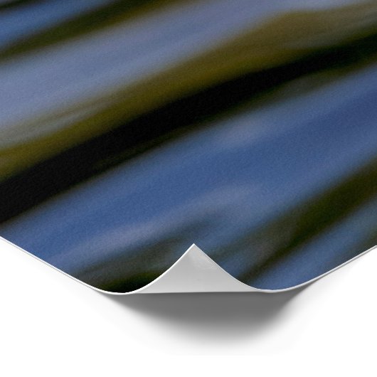 White Mallard Duck Poster (Hoek)