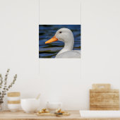 White Mallard Duck Poster (Keuken)