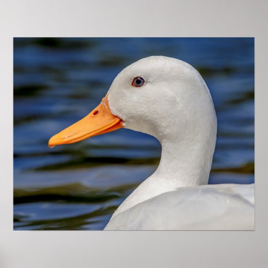 White Mallard Duck Poster (Voorkant)