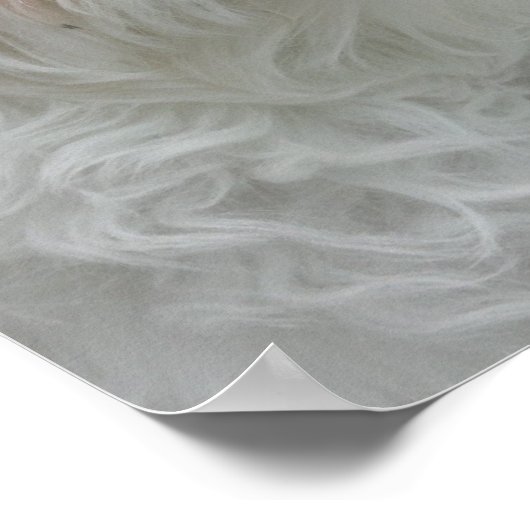 White Maltese Poster Puppy Print (Hoek)