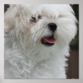 White Maltese Poster Puppy Print (Voorkant)