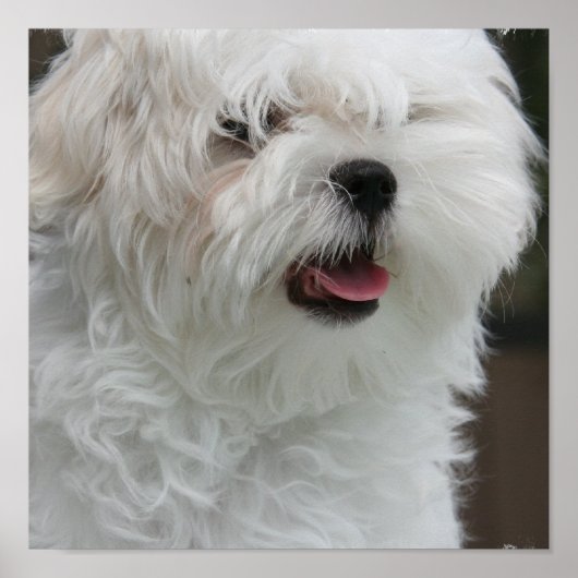 White Maltese Poster Puppy Print (Voorkant)