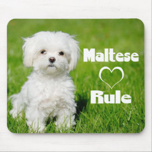 White Maltese Puppy Dog Love Muismat