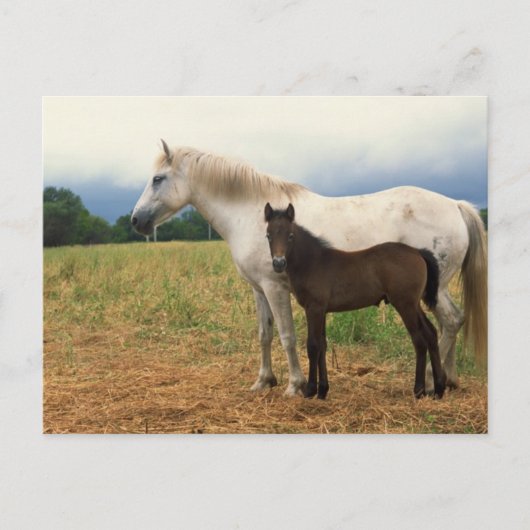 White Mare met Bay Foal Briefkaart (Voorkant)