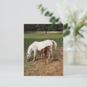White Mare with Chestnut Foal Briefkaart (Staand voorkant)