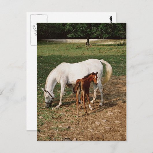White Mare with Chestnut Foal Briefkaart (Voorkant / Achterkant)