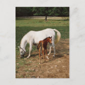 White Mare with Chestnut Foal Briefkaart (Voorkant)