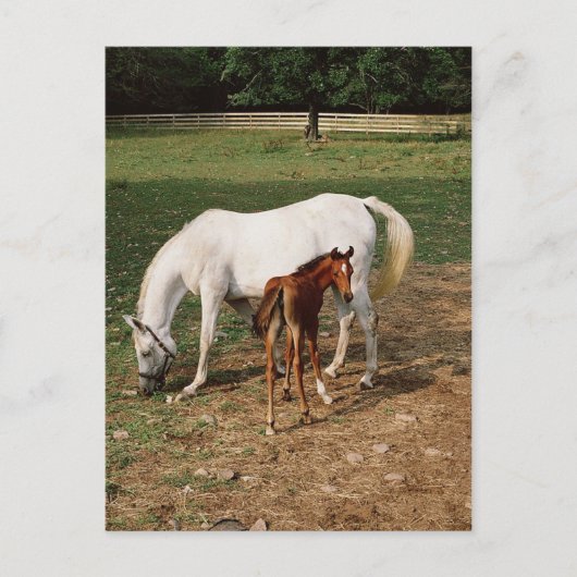 White Mare with Chestnut Foal Briefkaart (Voorkant)