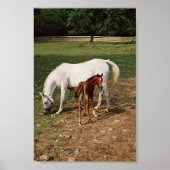 White Mare with Chestnut Foal Poster (Voorkant)