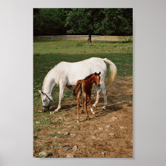White Mare with Chestnut Foal Poster