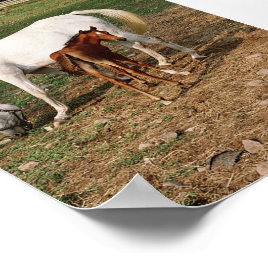 White Mare with Chestnut Foal Poster (Hoek)