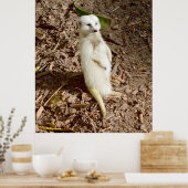 White Meerkat die in de zon staat, Poster (Keuken)