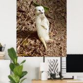 White Meerkat die in de zon staat, Poster (Thuiskantoor)