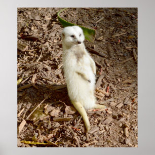 White Meerkat die in de zon staat, Poster